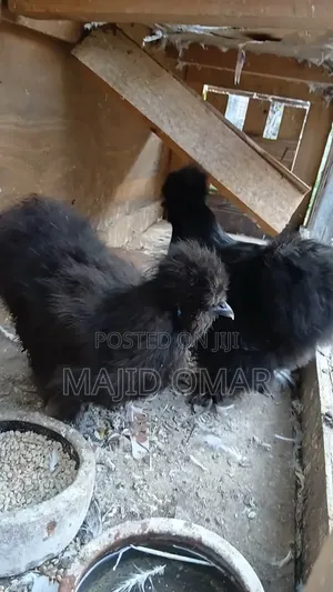 American Silky