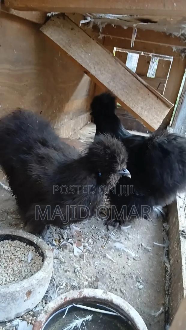 American Silky - thumbnail 3