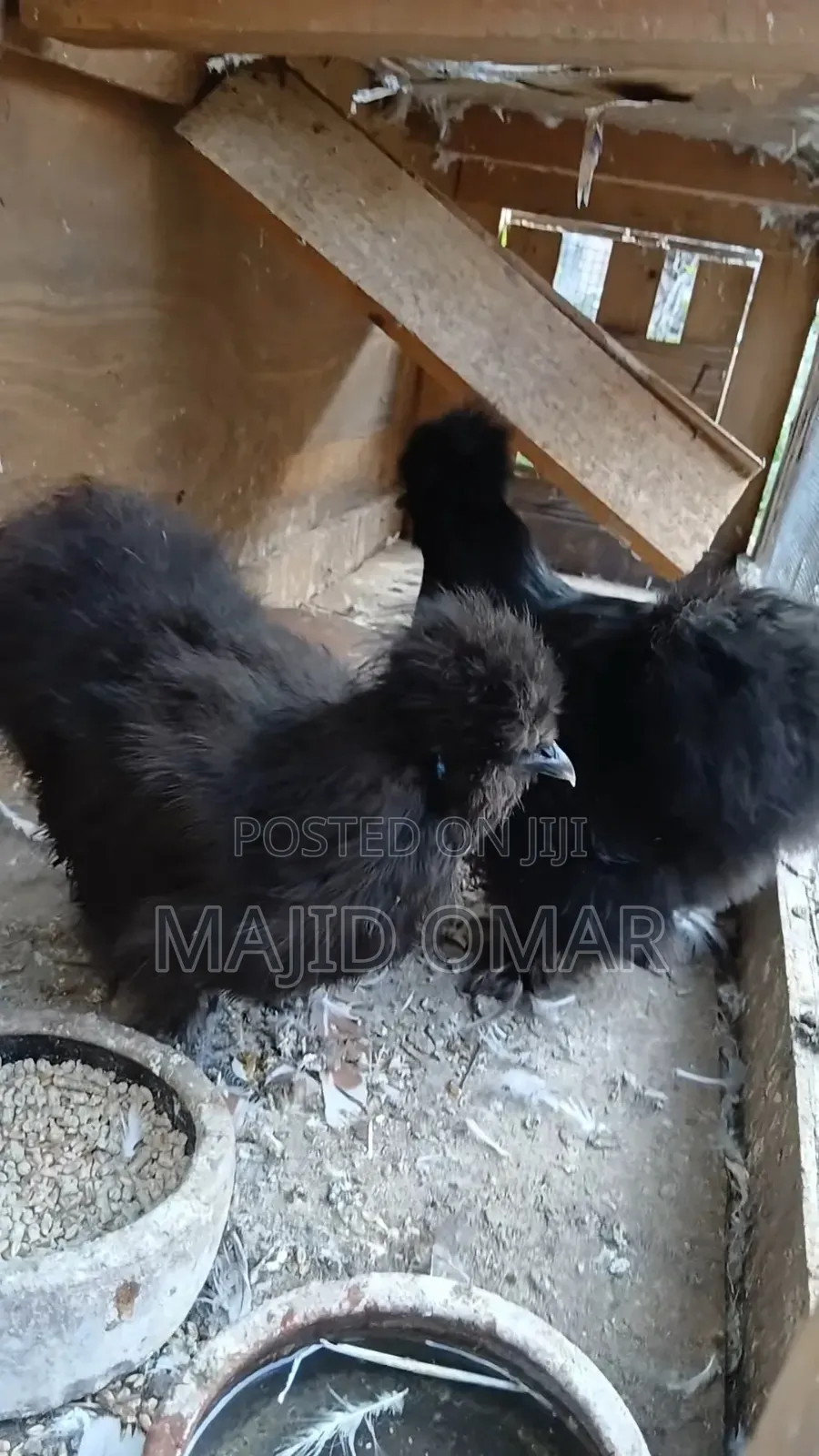 American Silky