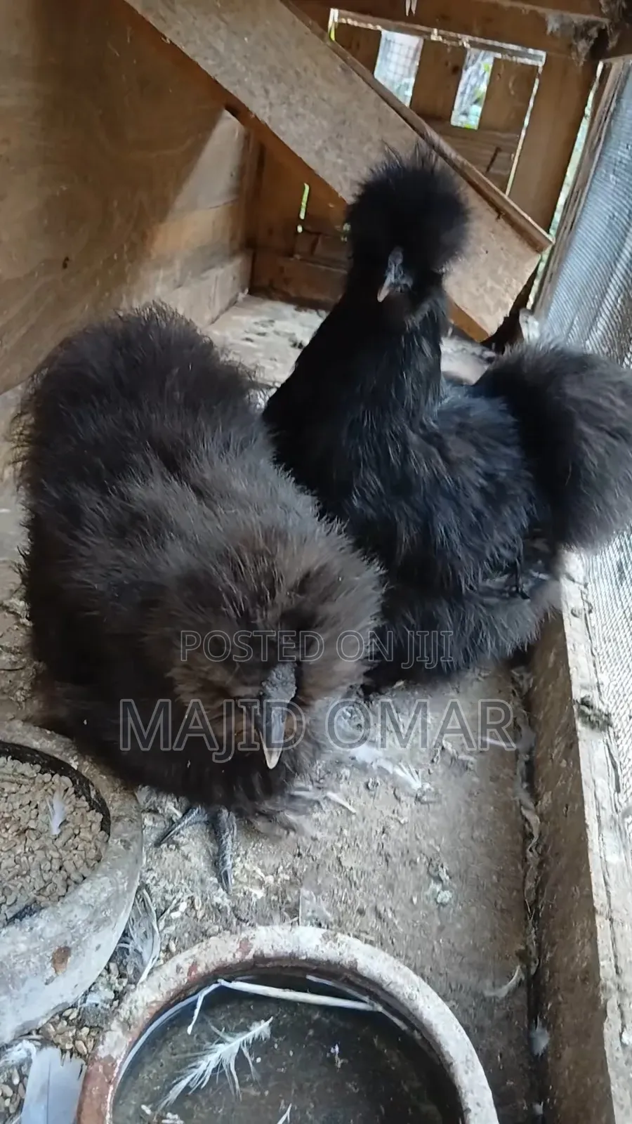 American Silky