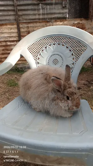 Agouti Brown Giant Angora Rabbits