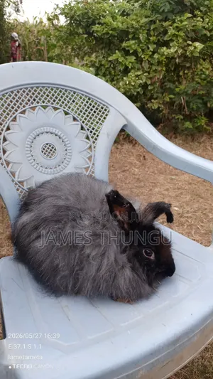 Agouti Brown Giant Angora Rabbits