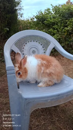 Agouti Brown Giant Angora Rabbits