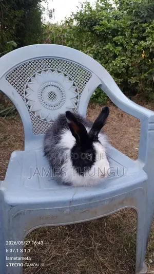 Agouti Brown Giant Angora Rabbits