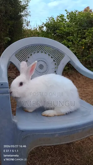 Agouti Brown Giant Angora Rabbits