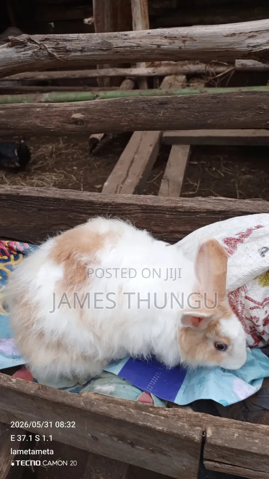 Agouti Brown Giant Angora Rabbits