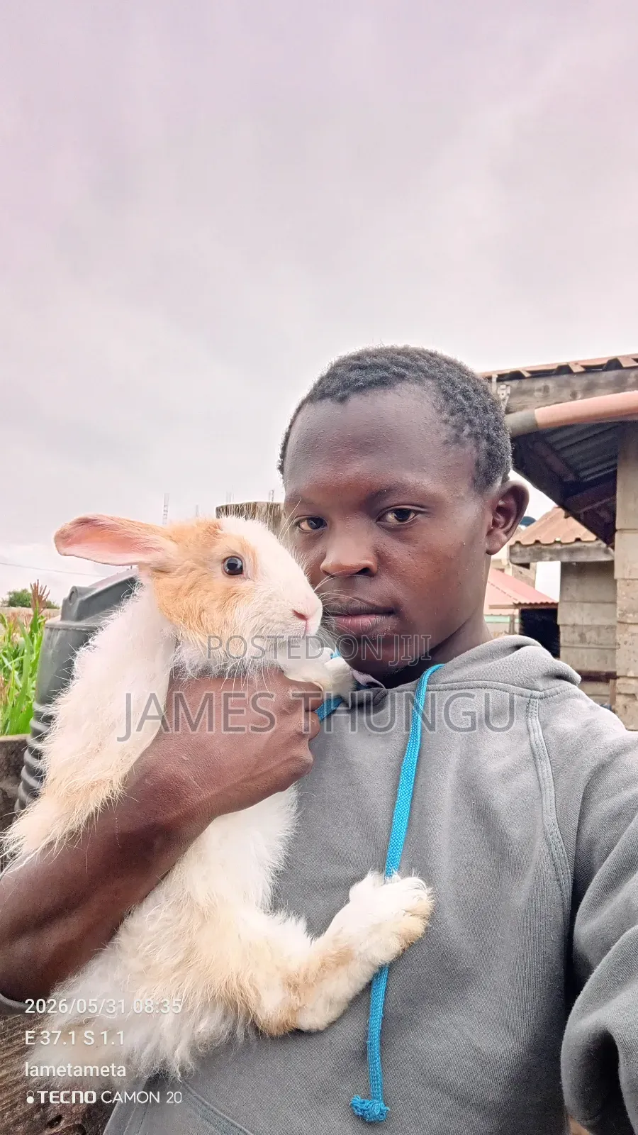 Agouti Brown Giant Angora Rabbits