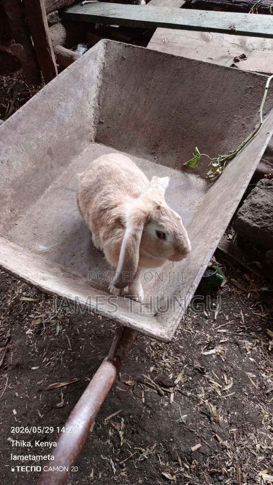 Agouti Brown Giant Angora Rabbits