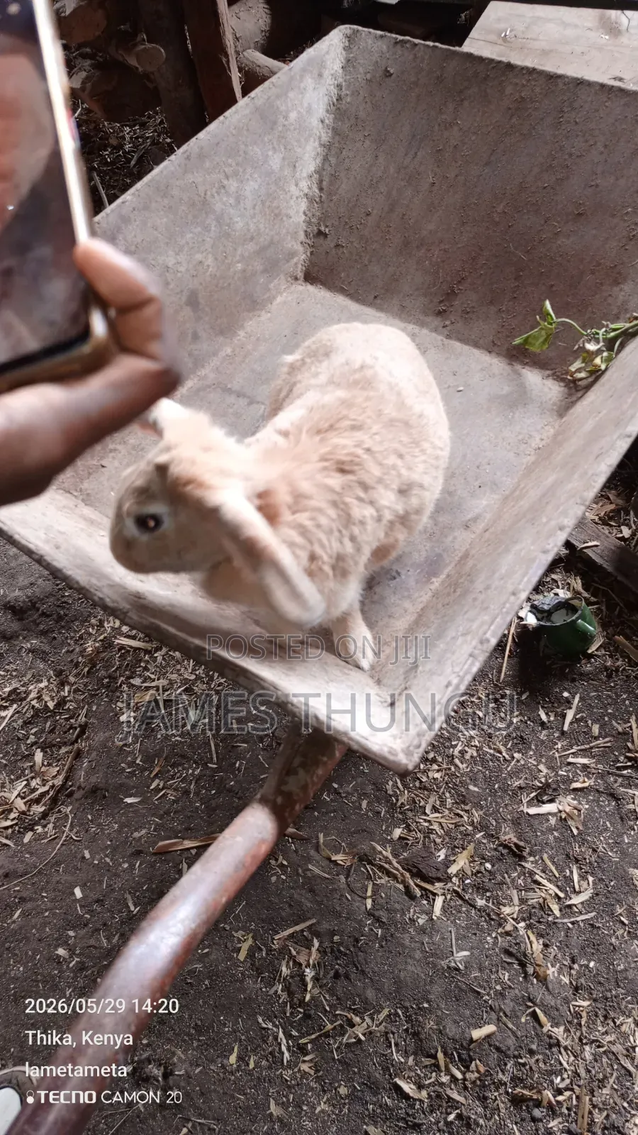 Agouti Brown Giant Angora Rabbits