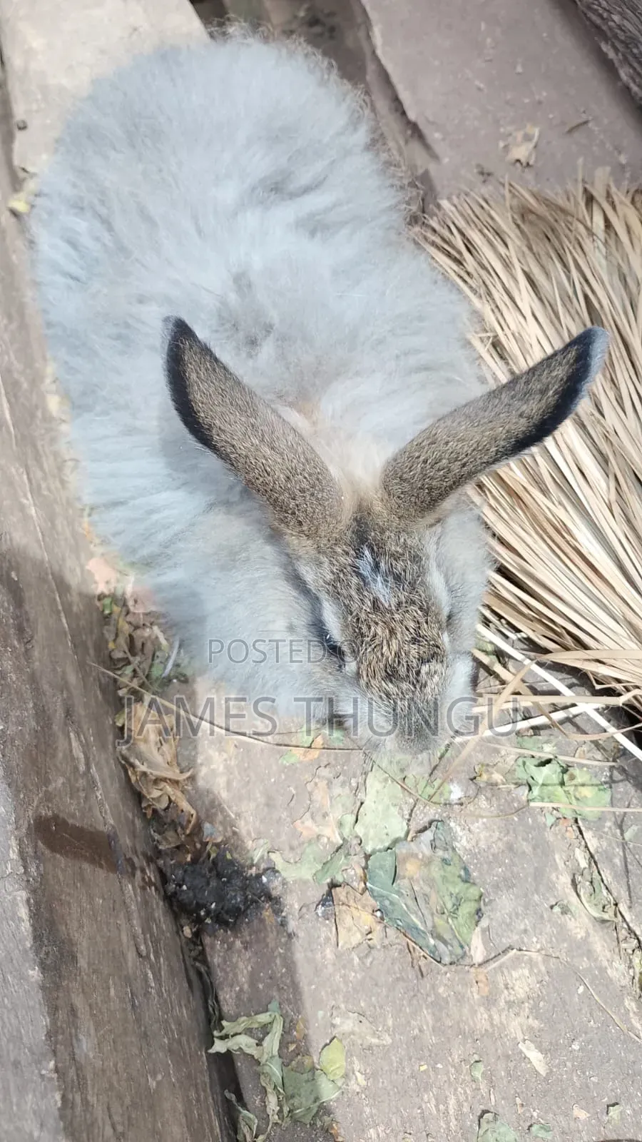 Agouti Brown Giant Angora Rabbits