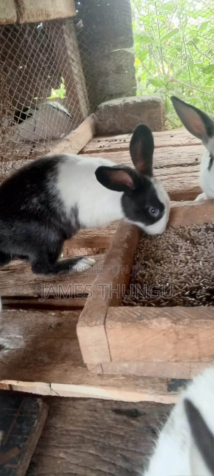 Agouti Brown Giant Angora Rabbits