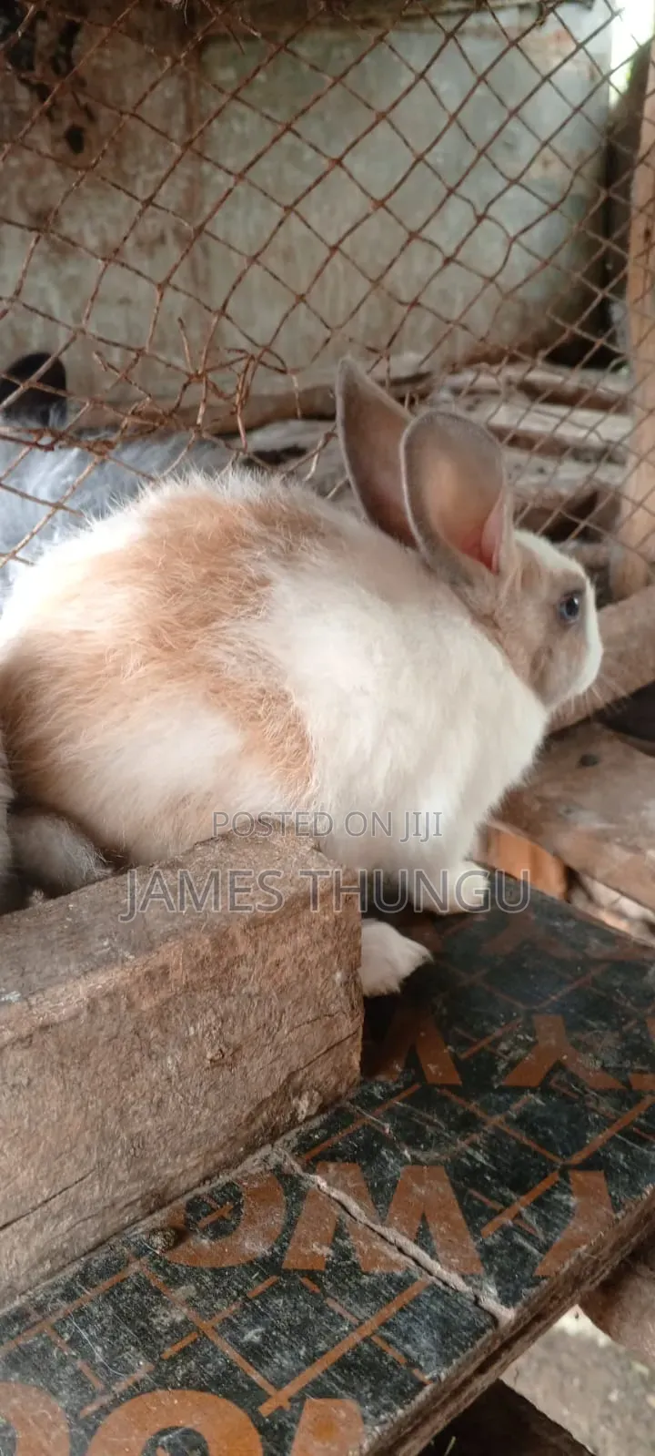 Agouti Brown Giant Angora Rabbits