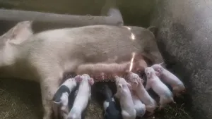 Sow and Piglets