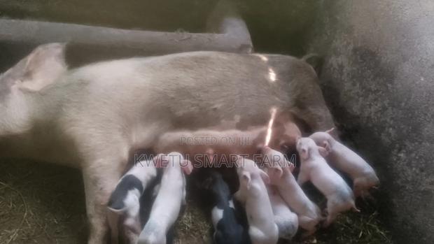 Sow and Piglets