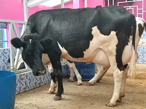Dairy Cow for Sale