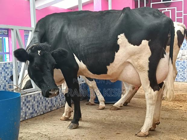 Dairy Cow for Sale
