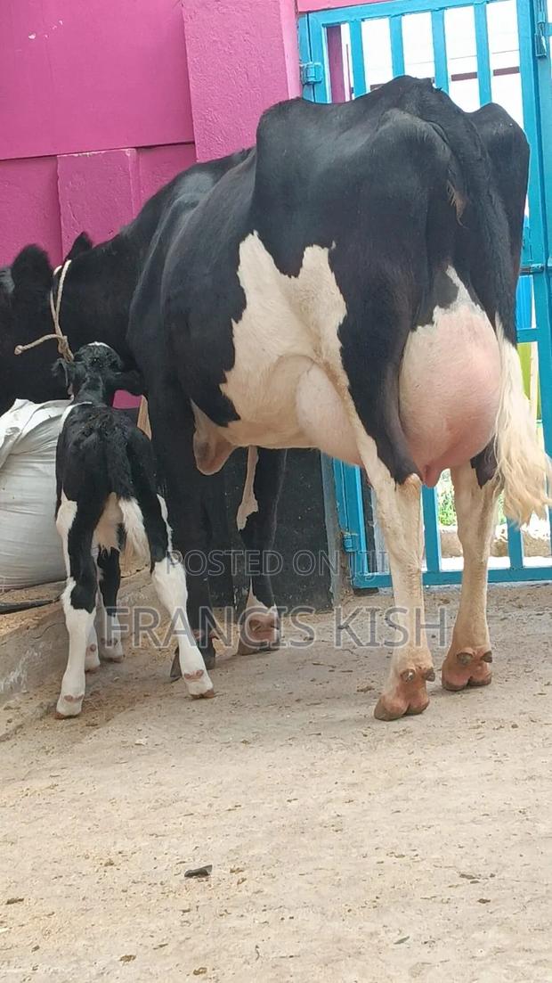 Dairy Cow for Sale - thumbnail 2