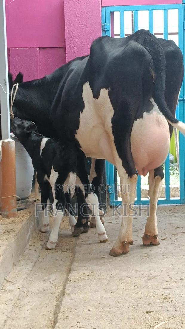 Dairy Cow for Sale - thumbnail 3