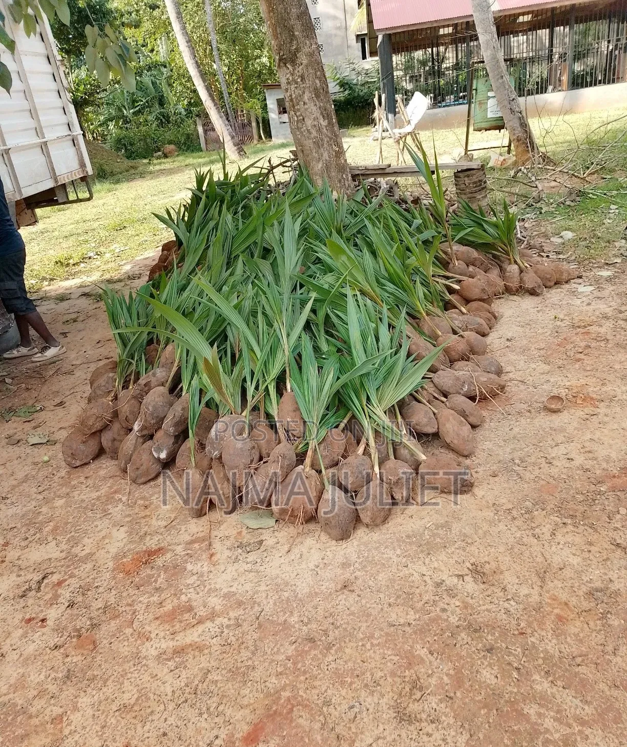 Coconut Seedlings