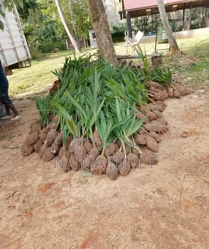 Coconut Seedlings