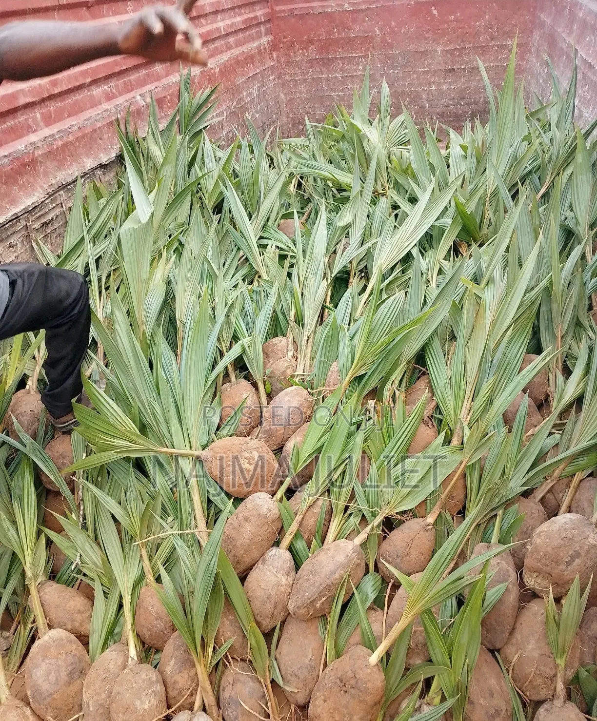 Coconut Seedlings