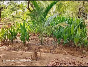 Coconut Seedlings