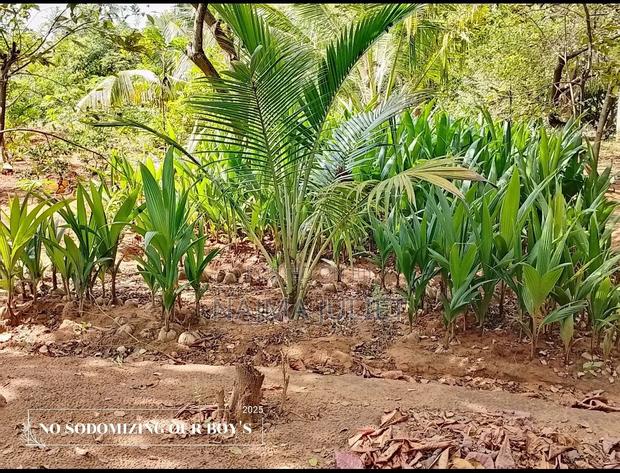 Coconut Seedlings - thumbnail 3