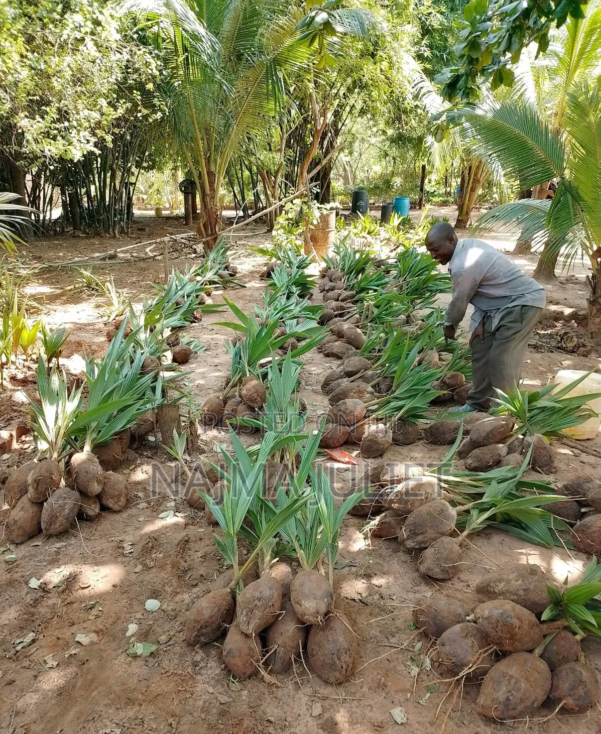 Coconut Seedlings