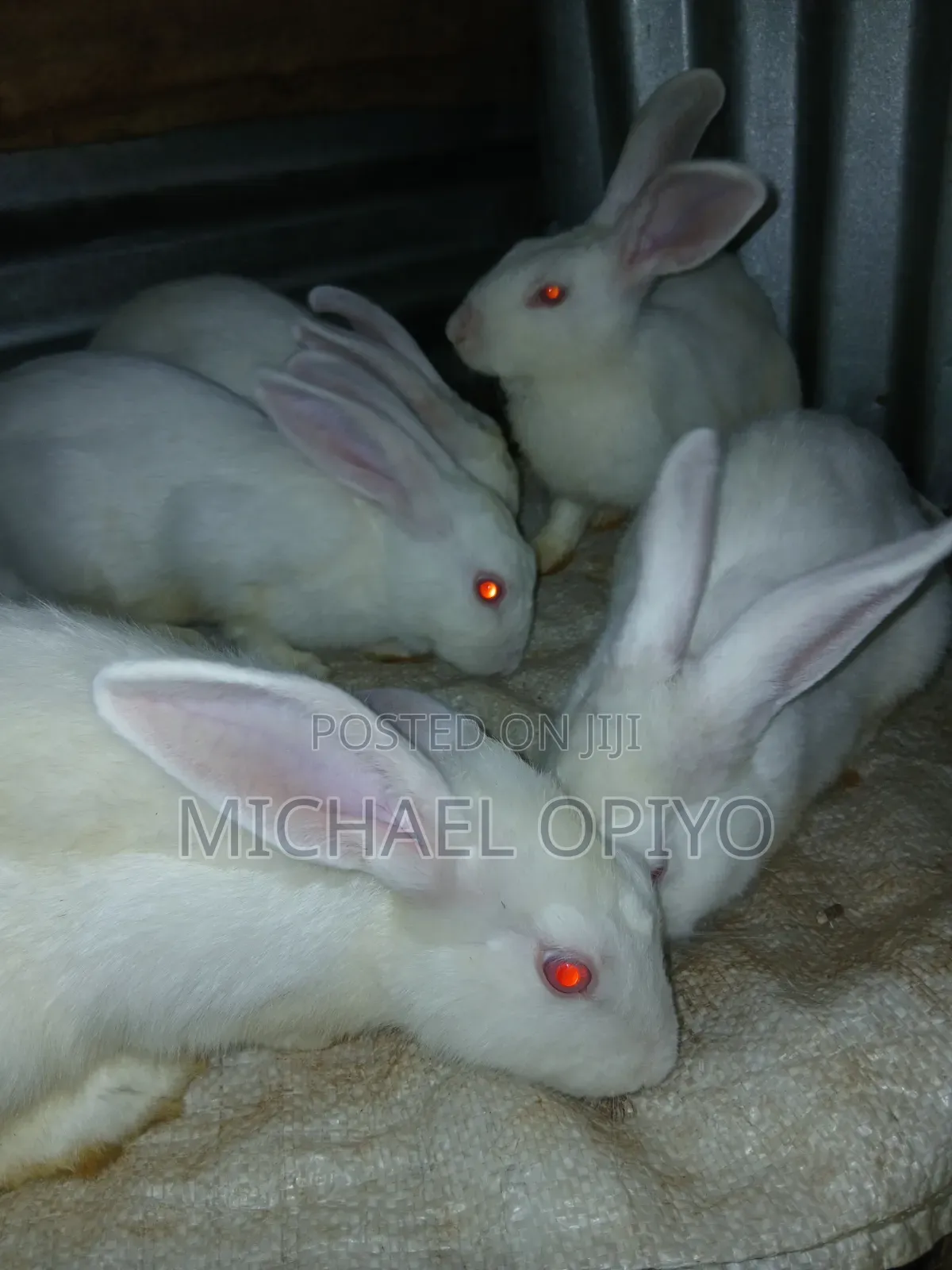 Rabbit Sales