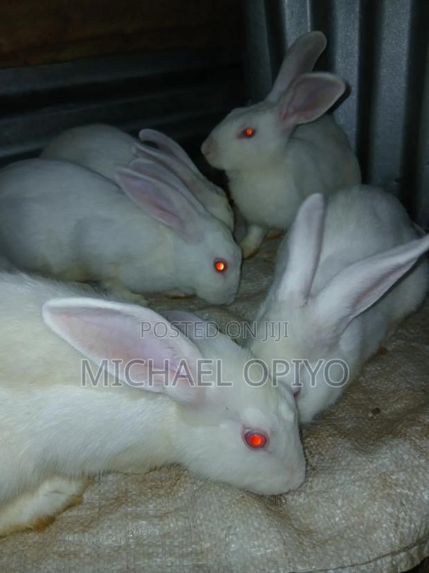 Rabbit Sales