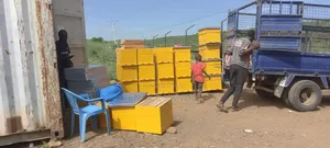 Modern Bee Hives