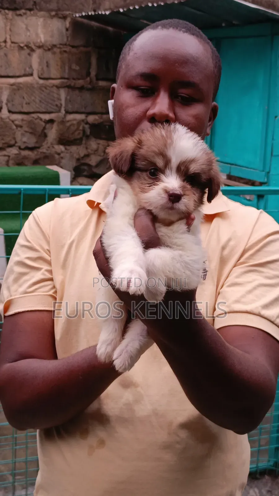 1-3 months Male Purebred Havanese