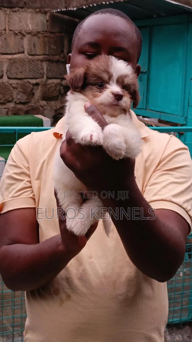 1-3 months Male Purebred Havanese - thumbnail 2