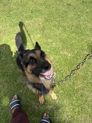 1+ year Male Purebred German Shepherd
