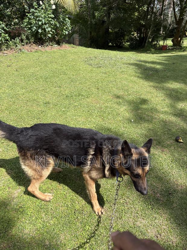 1+ year Male Purebred German Shepherd - thumbnail 2