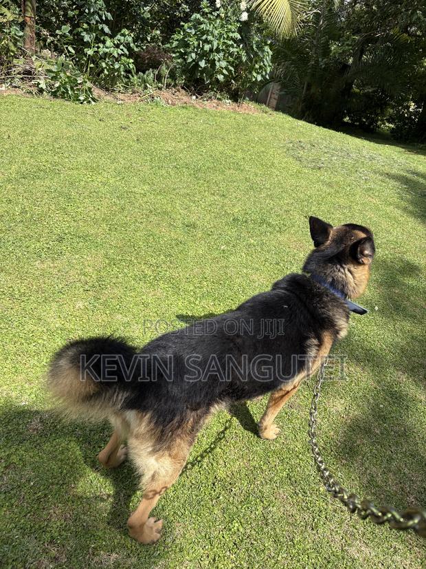 1+ year Male Purebred German Shepherd - thumbnail 3