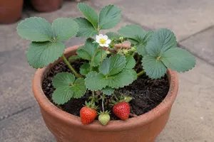 Strawberry Splits Seedlings
