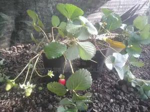 Strawberry Splits Seedlings