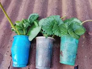 Strawberry Splits Seedlings