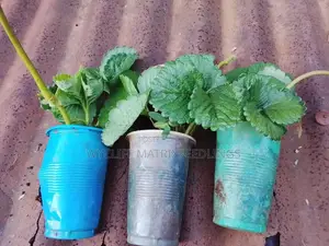 Strawberry Splits Seedlings