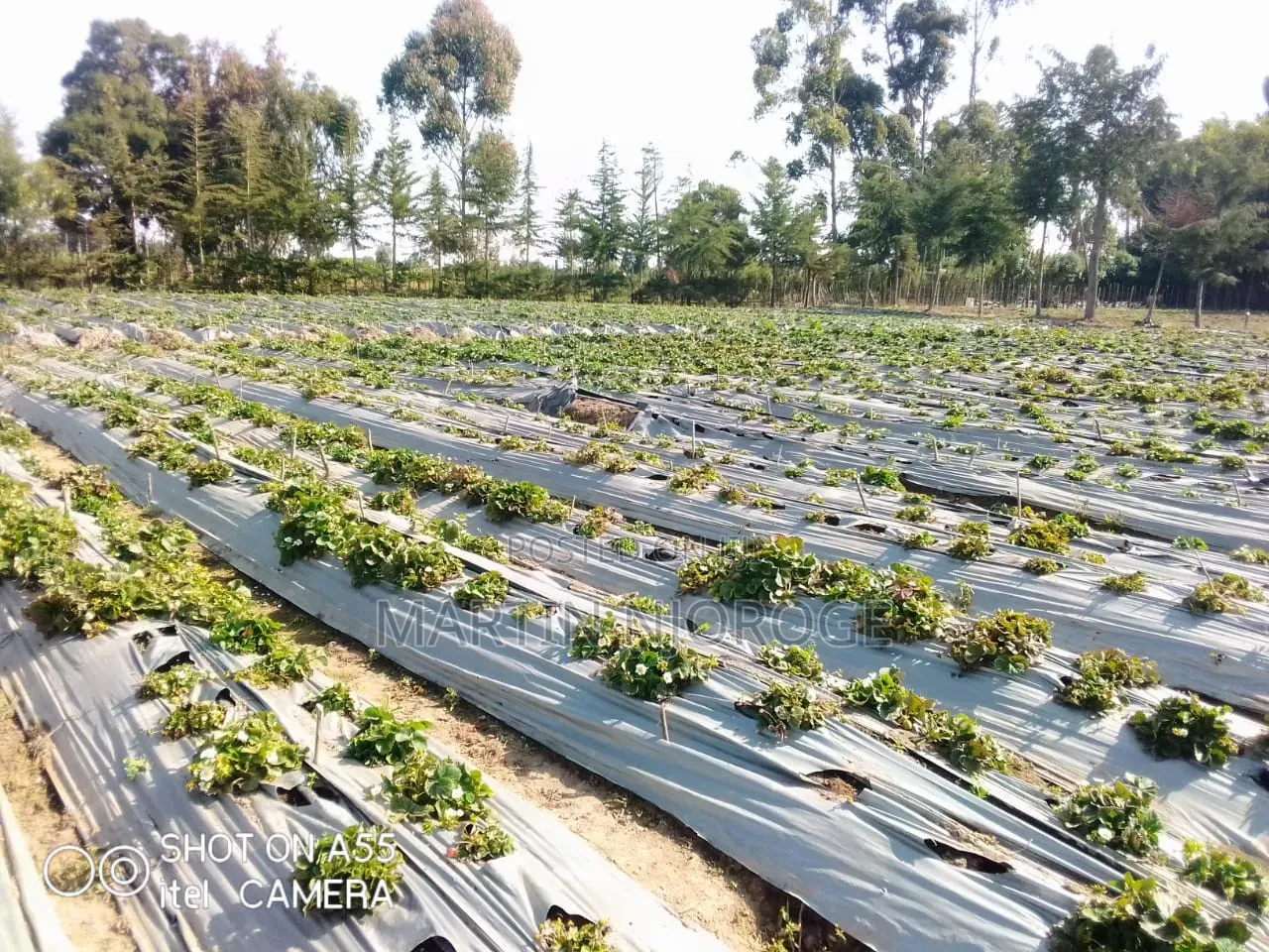 18 Acres Farm Plus Operating School
