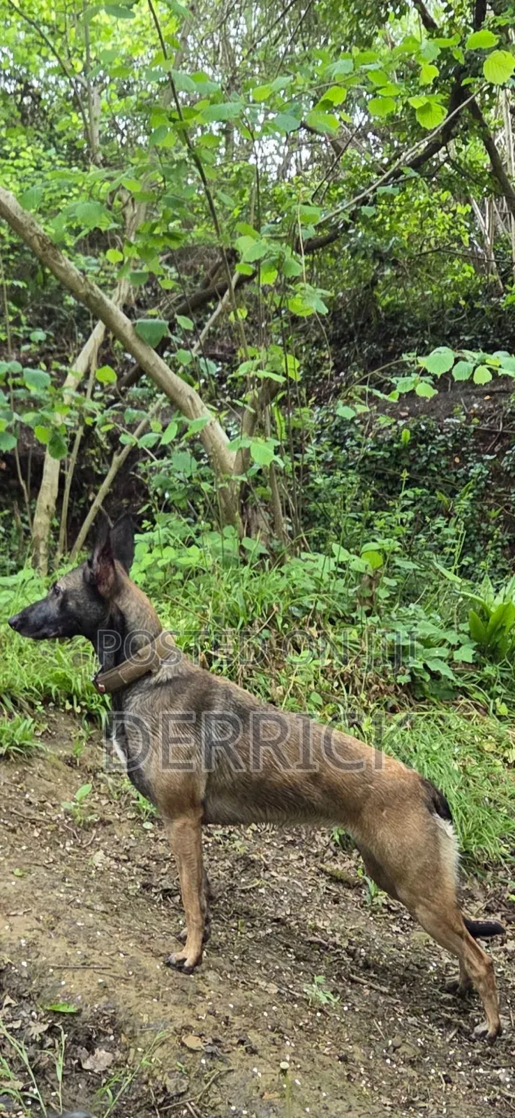 3-6 months Male Purebred Belgian Malinois