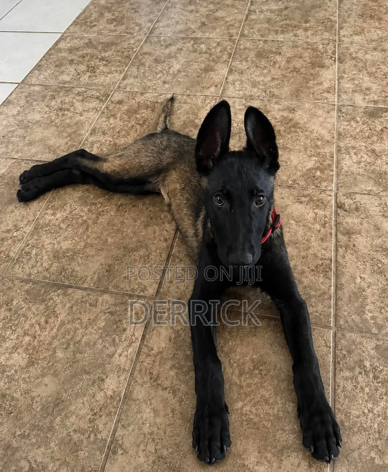 3-6 months Male Purebred Belgian Malinois