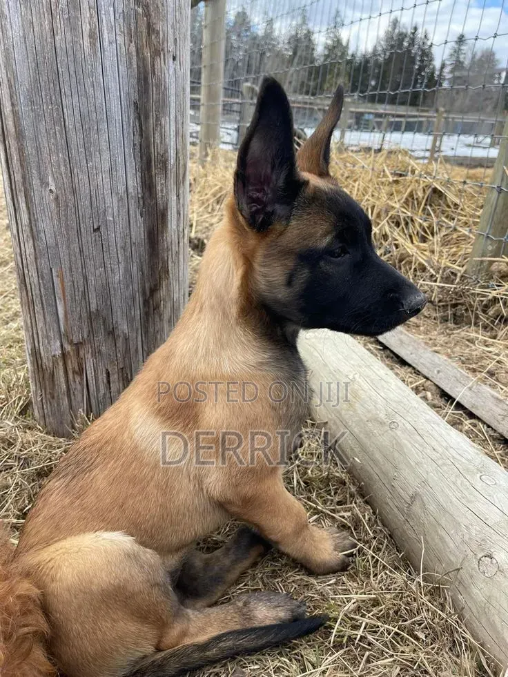 3-6 months Male Purebred Belgian Malinois