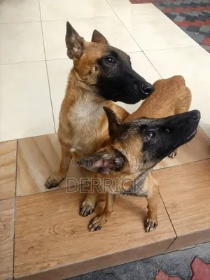 3-6 months Male Purebred Belgian Malinois