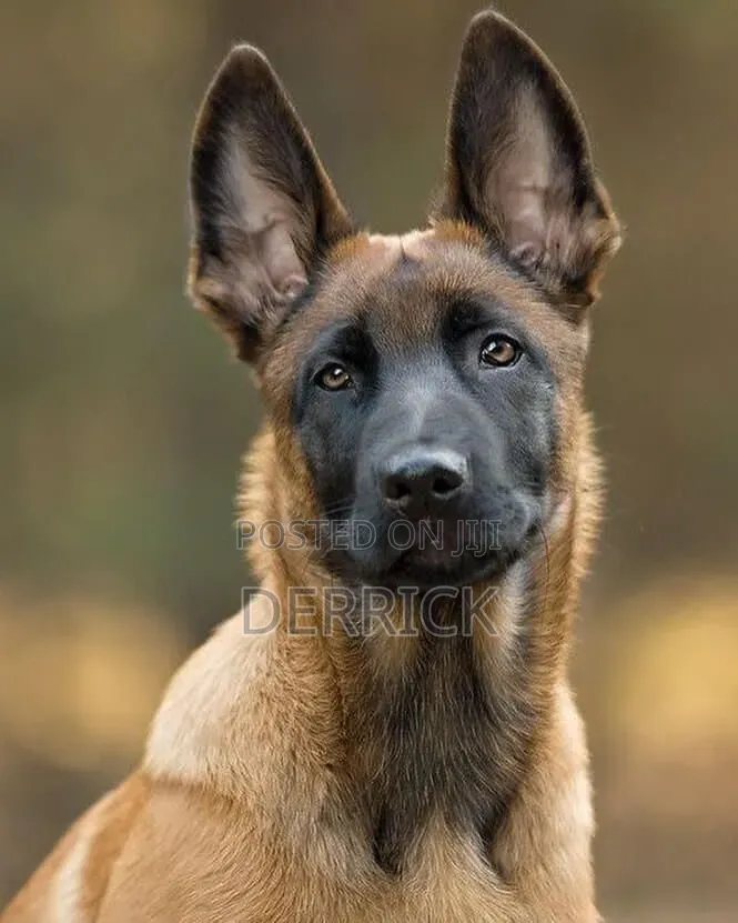 3-6 months Male Purebred Belgian Malinois