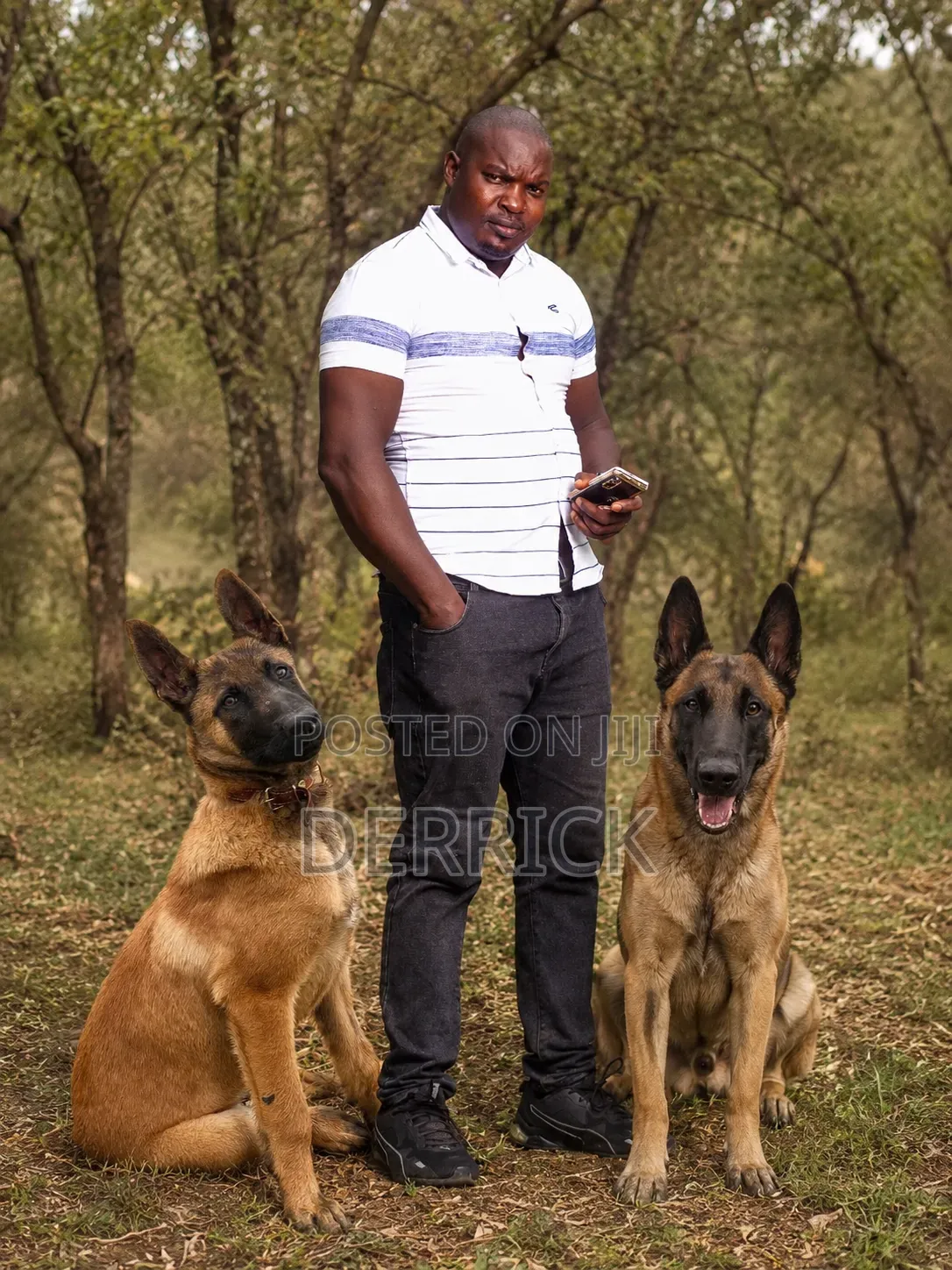 3-6 months Male Purebred Belgian Malinois