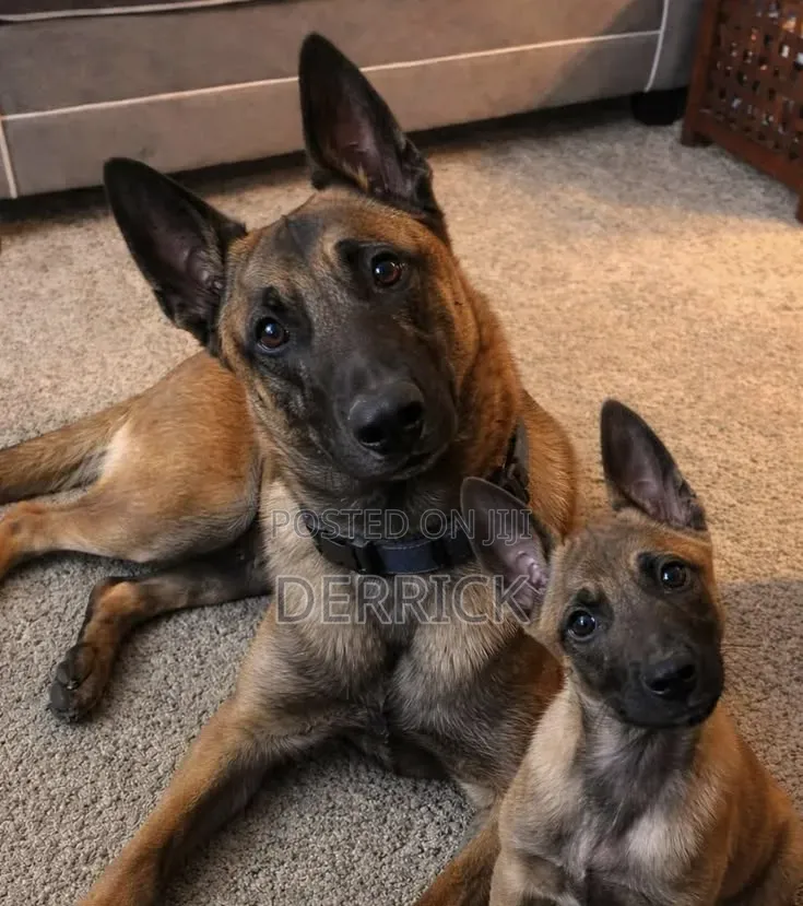 3-6 months Male Purebred Belgian Malinois