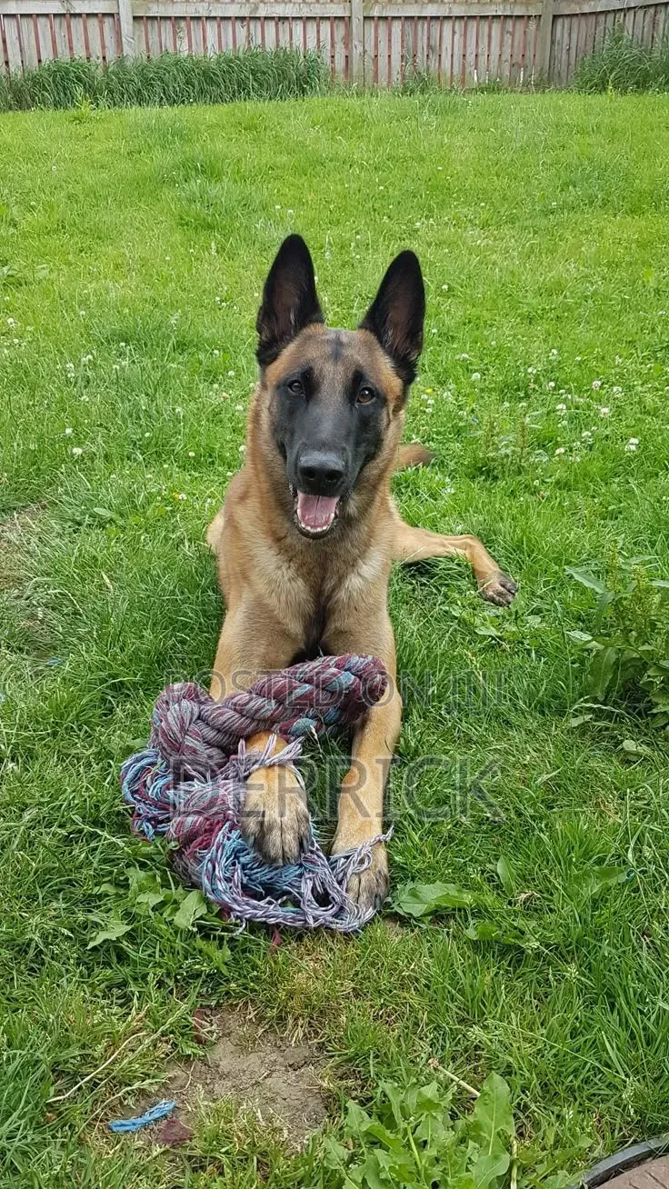 3-6 months Male Purebred Belgian Malinois