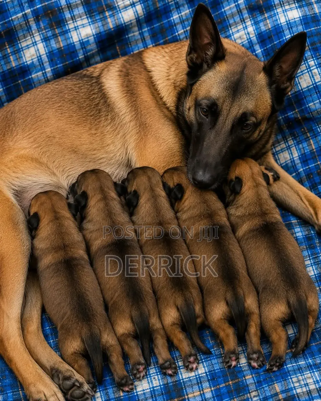 3-6 months Male Purebred Belgian Malinois